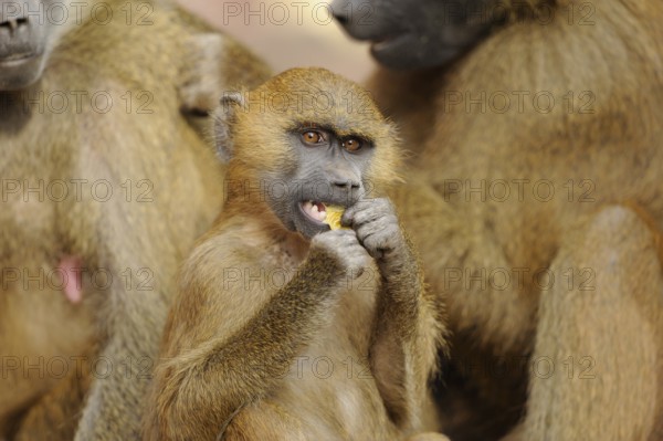 A baboon in a group, eating something, surrounded by conspecifics, in a natural environment, Guinea