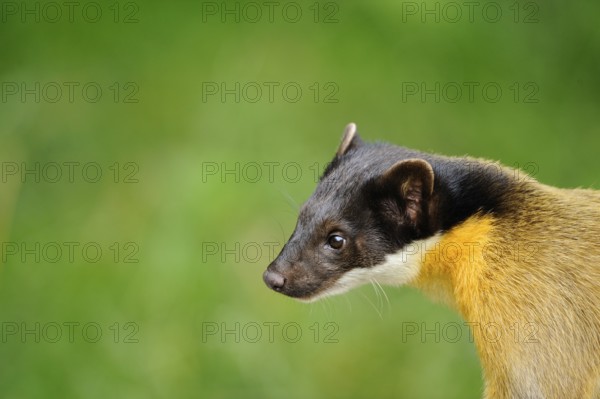 Close-up of a marten's head with a green background. The fur is brown and yellow, coloured marten,