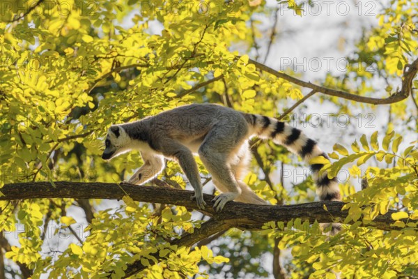 A ring-tailed lemur (Lemur catta) climbs high up in a tree on a branch surrounded by fresh green