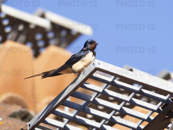 Barn Swallow (Hirundo rustica), adult bird, perched on a metal grid on a house roof, Hesse,
