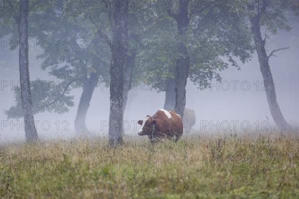 A Holstein Friesian cow stands grazing on a meadow with trees on a foggy day. Eng Valley, Austria,