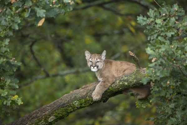 One young cougar, Puma concolor, resting on a big branch high up in an oak tree