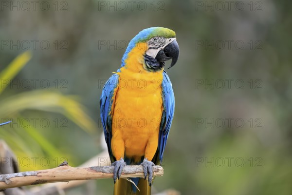 Yellow-breasted Macaw (Ara ararauna), adult, on wait, South America