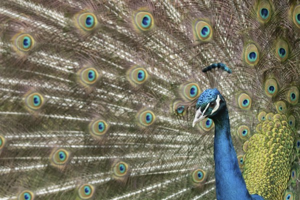 Indian peafowl or Peacock (Pavo cristatus) adult male bird displaying showing its tail feathers,