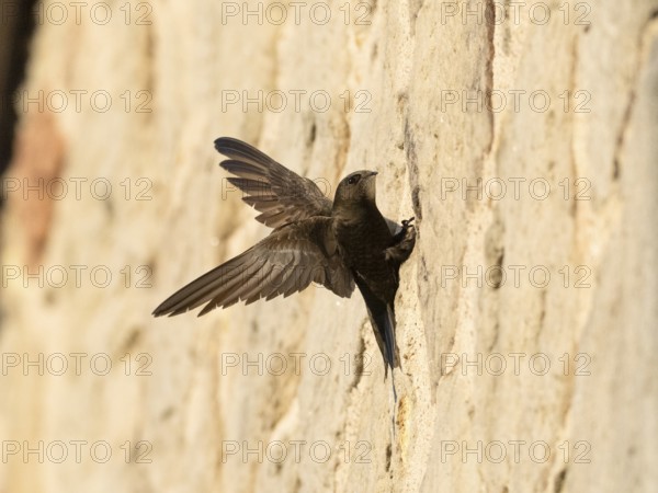 Common swift (Apus apus), adult bird with spread wings, helping it to balance as it clings to a