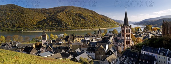 Autumn view of Bacharach on the Rhine with St. Peter's Church, UNESCO World Heritage Upper Middle