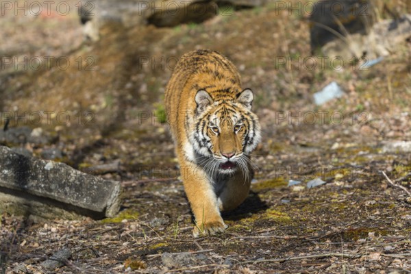 One young female Siberian Tiger, Panthera tigris altaica, walking thru a birch tree forest. Early