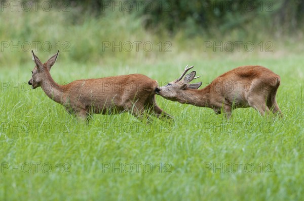 Roe deer (Capreolus capreolus), roebuck checks the doe's readiness to mate in the rutting season,
