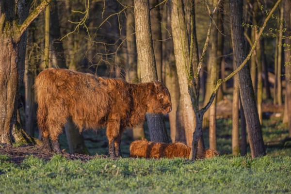 A Highland calf (Bos primigenius taurus) stands at a forest edge, a second one is resting on the