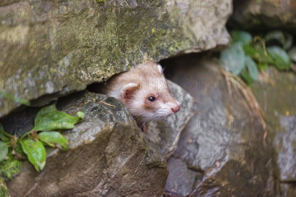 A male ferret (Mustela putorius furo) looks out from a crevice