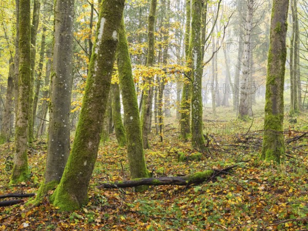Forest scene, with autumn fog, beside the Schwartzbach, in the Rhön UNESCO Biosphere nature