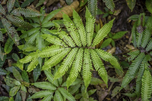Fern in the tropical rainforest, Corcovado National Park, Osa Peninsula, Puntarena Province, Costa