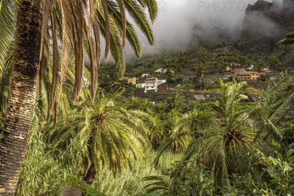 Cultural landscape with palm trees in Valle Gran Rey, La Gomera, Canary Islands, Spain, Europe