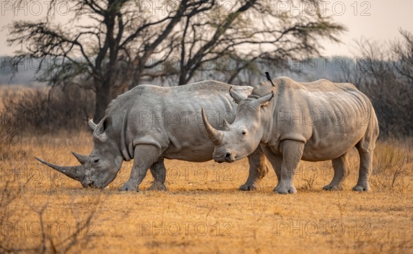 Southern white rhinoceros (Ceratotherium simum simum), two rhinos in the evening light, Khama Rhino