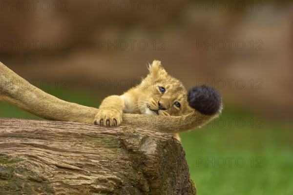 A lion cub plays playfully on a log with its mother's tail, in a natural environment, captive,