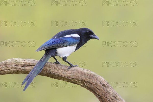 Magpie, (Pica pica) sitting on a branch with contrasting blue, black and white feathers, wildlife,