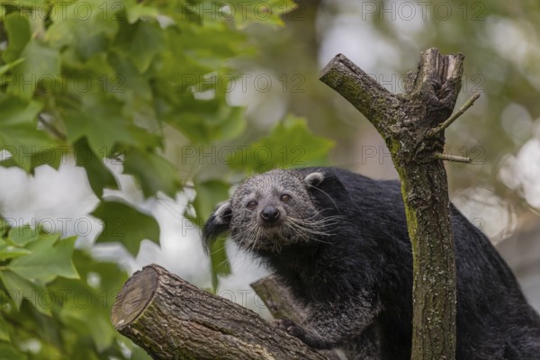 One binturong (Arctictis binturong), or bearcat balancing over branches framed by green leafs