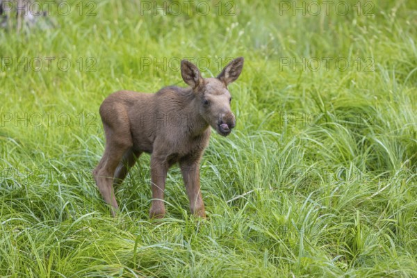 One baby moose or elk, Alces alces, (19 days old, born May 8, 2020 standing on a meadow with tall
