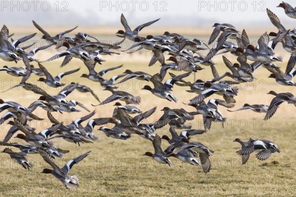 Eurasian Wigeon, (Mareca penelope) flock flying over a meadow, Texel, Holland