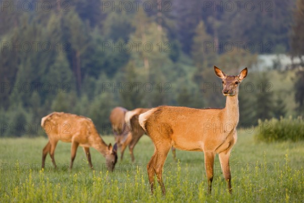 A herd of Altai maral hinds, Altai wapiti or Altai elk (Cervus canadensis sibiricus) stand in a