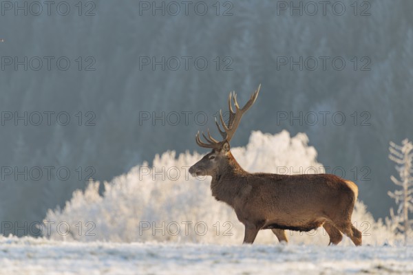 A red deer stag (Cervus elaphus) stands in the first light of day on a meadow covered in hoar frost