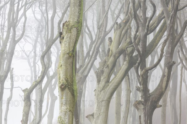 Beech trees in mist, shaped by strong winds, at Ghost Wood, Gespensterwald along the Baltic Sea