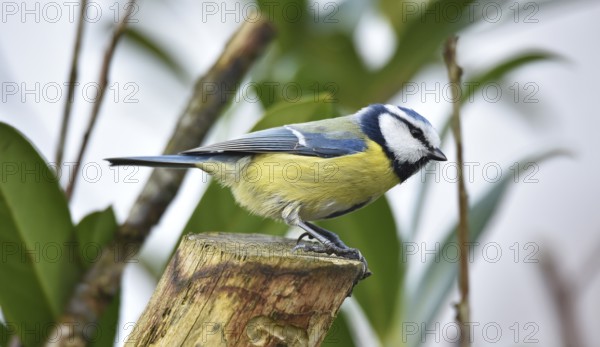 Blue tit (Cyanistes caeruleus) on a branch in cherry laurel, (Prunus laurocerasus)