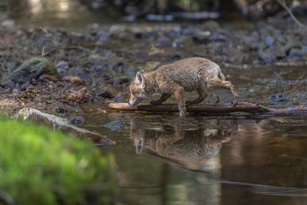 One young red fox, Vulpes vulpes, walking through a shallow forest creek in late light. Searching