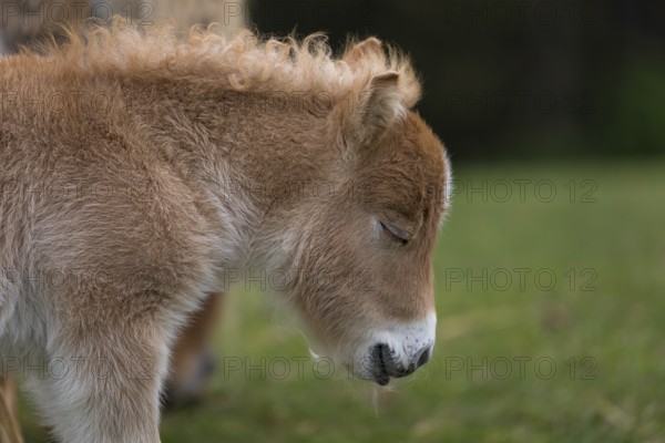 Falabella foal, The Falabella (Equus ferus caballus) is the smallest horse at all. Sleeping