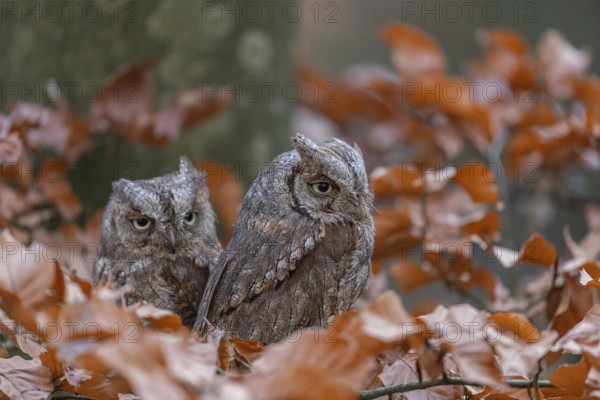 Two Eurasian scops owls (Otus scops)sitting on a twig of a beech tree, embedded in brown leafs