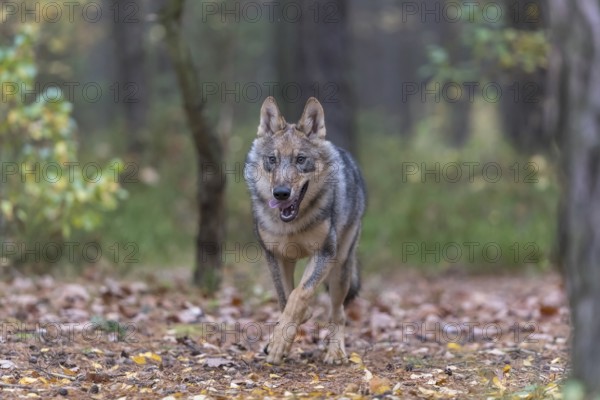 One young male eurasian gray wolf (Canis lupus lupus) running thru a forest with rocks and heather.