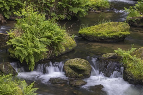 Flowing, silky water with ferns and rocks in the Edmunds Gorge, river Kamnitz, Hrensko, Ustecky