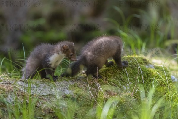 Two beech marten (Martes foina), playing on the forest floor between green vegetation
