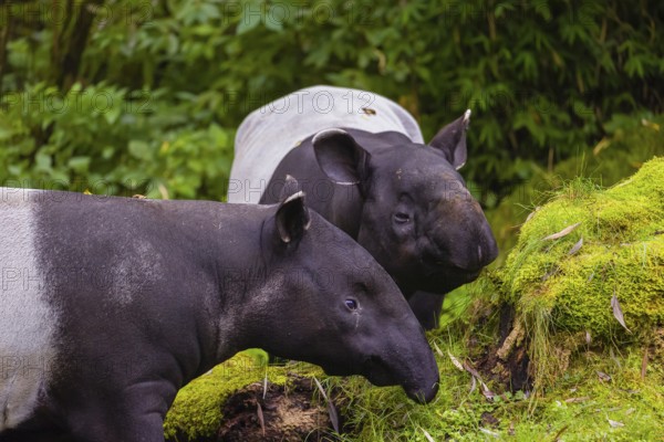 Two Malayan tapir (Acrocodia indica), one male and one female meet in a small clearing in the