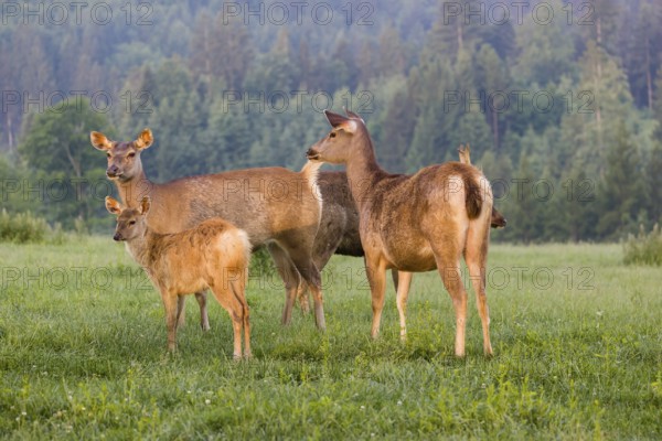 Two Sambar hinds with a fawn and a stag (Rusa unicolor), stand on a meadow in first morning light