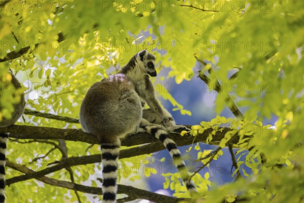 Three ring-tailed lemurs (Lemur catta) sitting in a tree with fresh green leaves