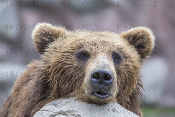 One Kamchatka brown bear (Ursus arctos piscator), portrait