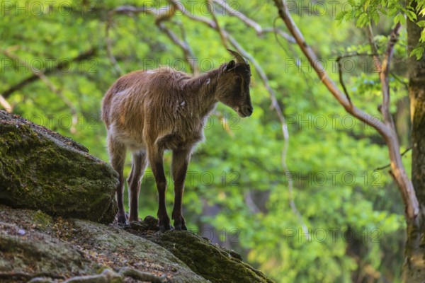 One female Himalayan Tahr (Hemitragus jemlahicus) stands on rocks in a green forest