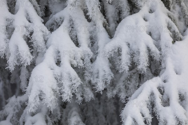 The crystals of hoarfrost look like lace on the snow-covered fir branches, winter landscape on the