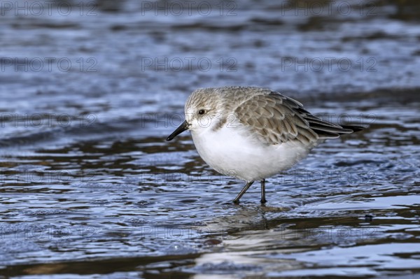 Sanderling (Calidris alba) in non-breeding plumage foraging in shallow water on the beach along the