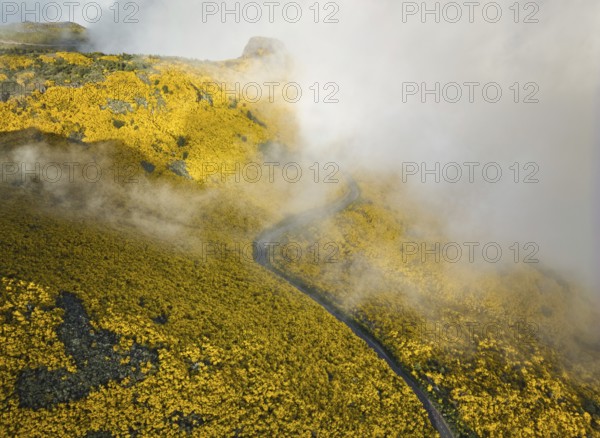 Aerial view of road among yellow Cytisus blooming shrubs near Pico do Arieiro, Portugal in clouds