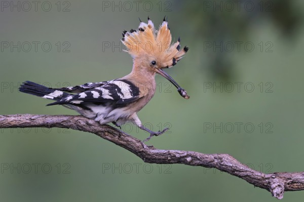 Hoopoe (Upupa epops) Bird of the Year 2022, male with caterpillar as a wedding present for the