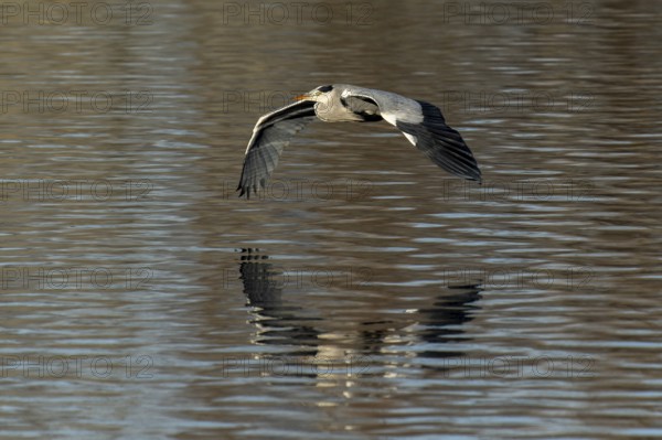 A grey heron flies with visible reflection over a calm water surface, Grey heron, (Ardea cinerea),