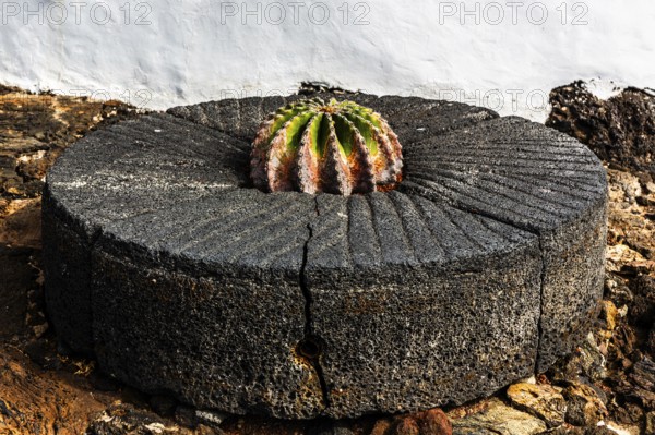 2016, Guatiza, Lanzarote, Jardin de Cactus by Cesar Manrique, ESP, Spain, Canary Islands, Canary