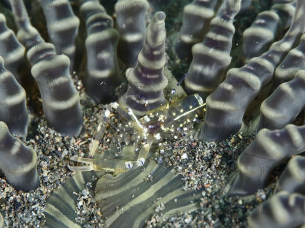 A transparent peacock-eyed anemone shrimp (Ancylocaris brevicarpalis) between the tentacles of a