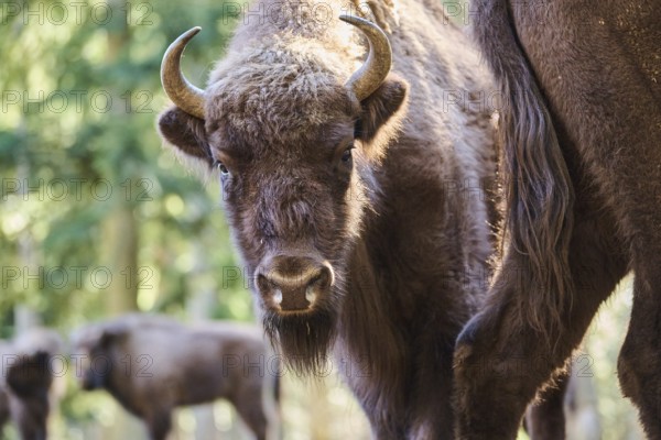 European bison (Bison bonasus) portrait in a forest in spring, Bavarian Forest, Germany, Europe