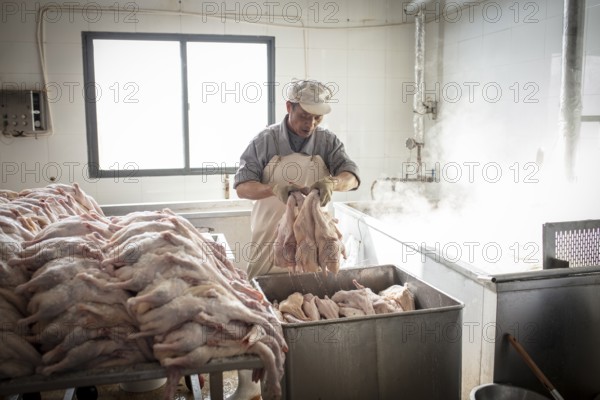 Production of salted ducks factory Nan Jing Ying Tao Yo Co. Ltd., for consumption in restaurants