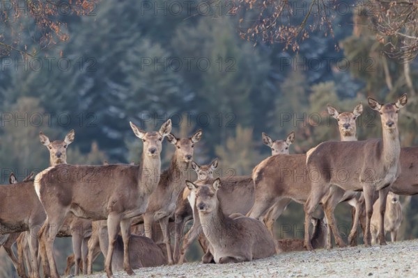 A herd of female red deer (Cervus elaphus) stands in a hoar frosted meadow, A forest can be seen in