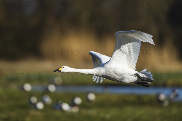 Tundra Swan, Bewick's Swan, Cygnus columbianus in flight at winter in Slimbridge, England, United
