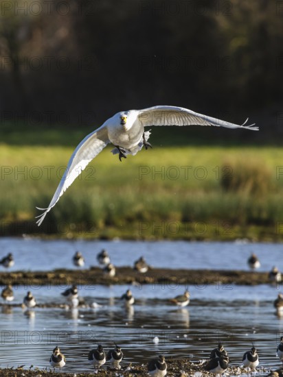 Tundra Swan, Bewick's Swan, Cygnus columbianus in flight at winter in Slimbridge, England, United